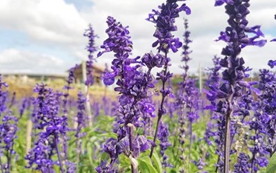 Đắm chìm trong sắc tím thơ mộng của khu vườn Lavender đẹp nhất Đà Lạt
